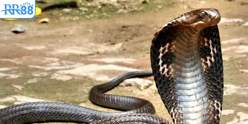 Bị rắn hổ mang cắn tay – Cảnh báo mạnh mẽ từ giấc mơ