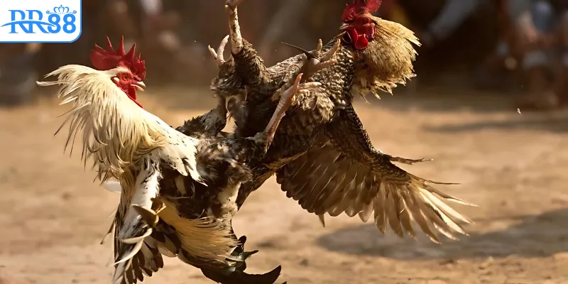 Đá gà cựa sắt đang rất được yêu thích tại RR88
