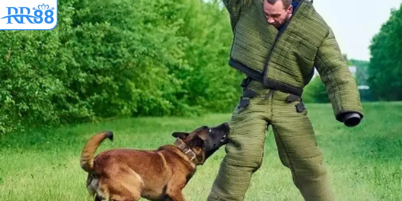 Giải nghĩa giấc mơ thấy chó cắn vào chân có điềm gì?